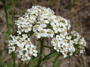 Achillea