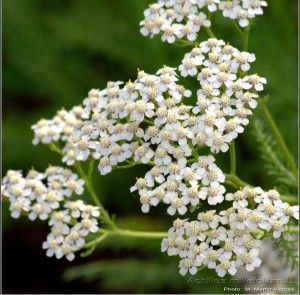 Achillea-millefolium-Yarrrow