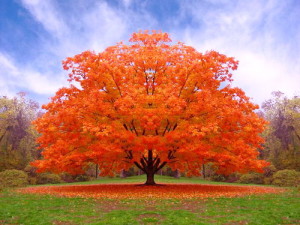 albero arancio